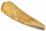 Fossil Spinosaurus Tooth - Real Dinosaur Tooth #366467-1